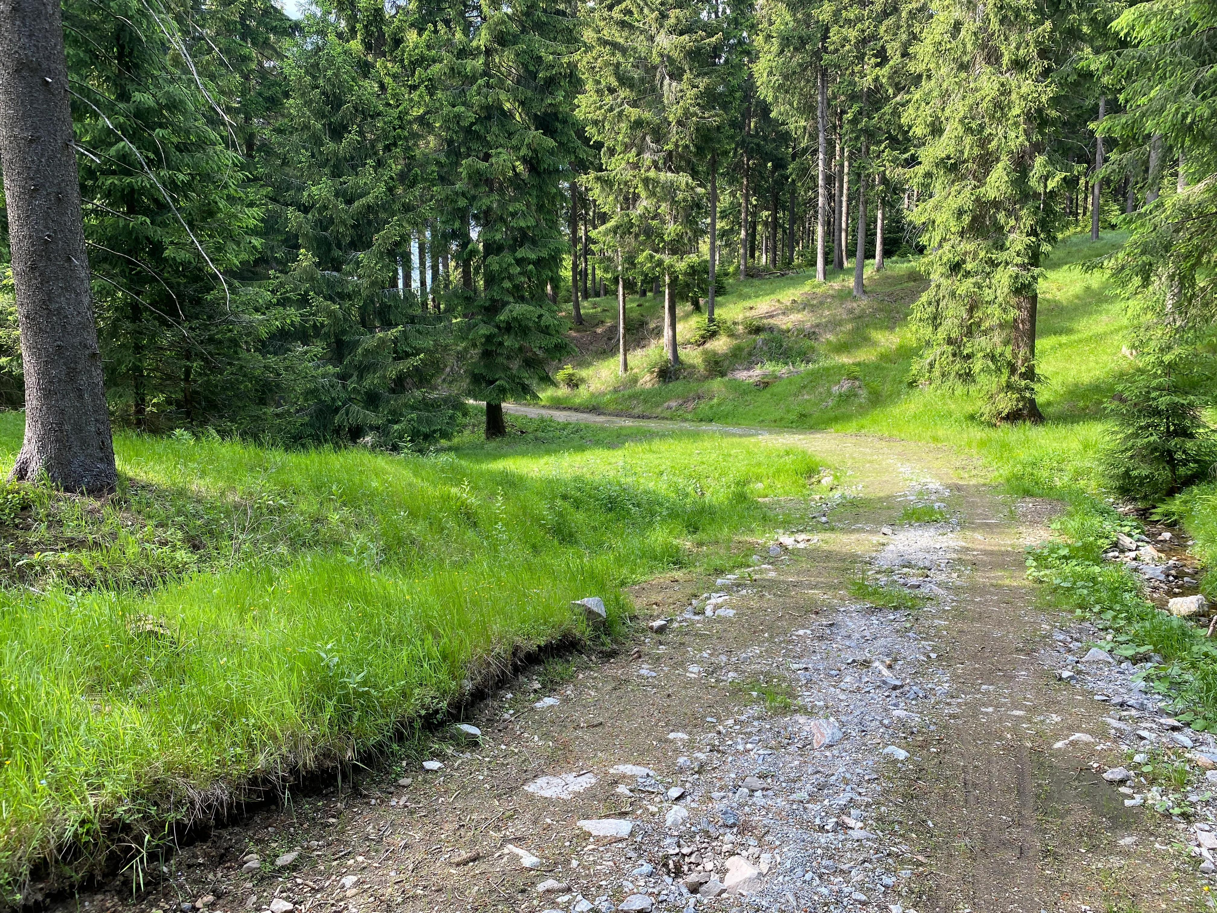 Wanderweg in Tellerhäuser