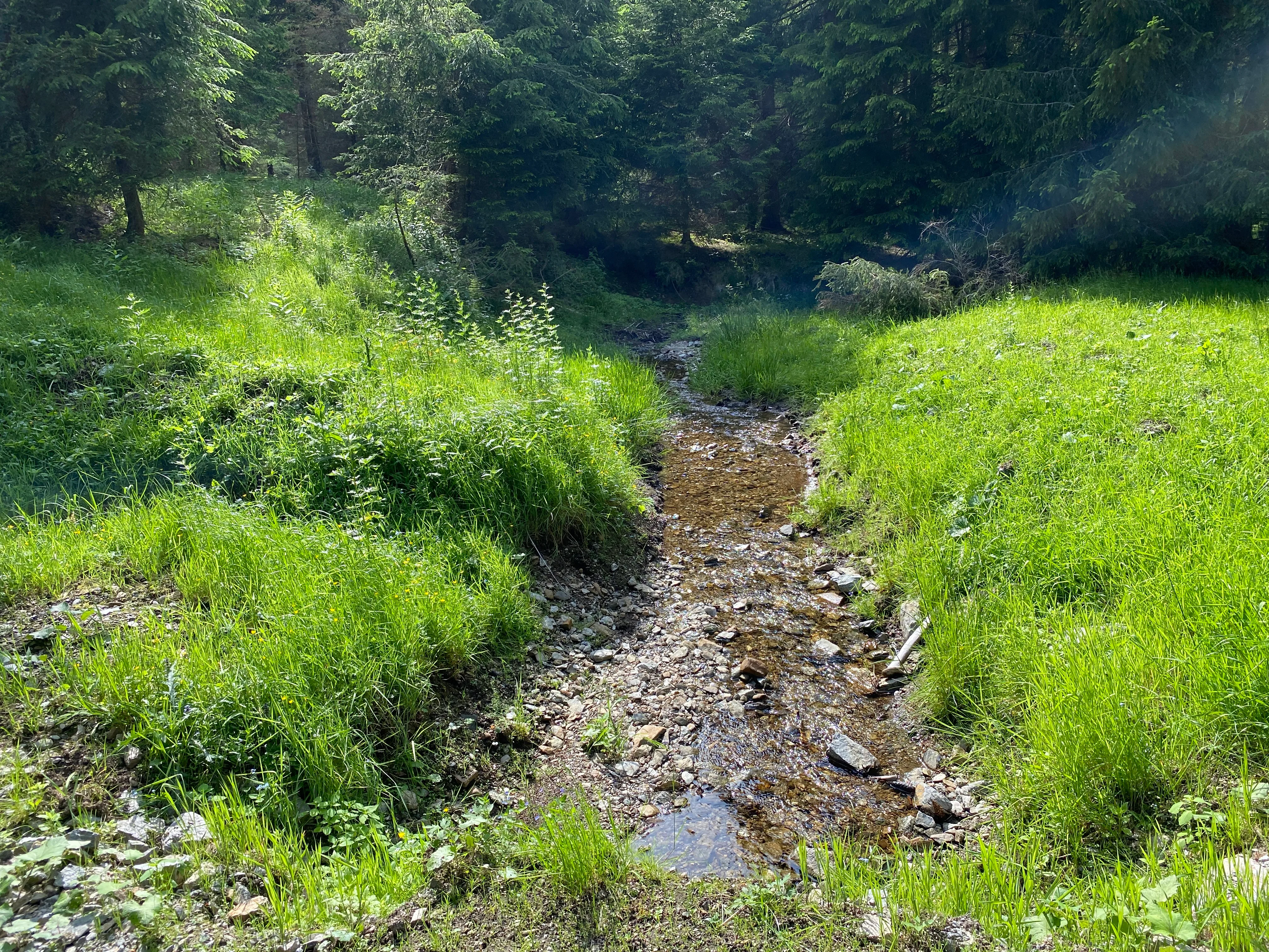 Wnaderweg in Tellerhäuser