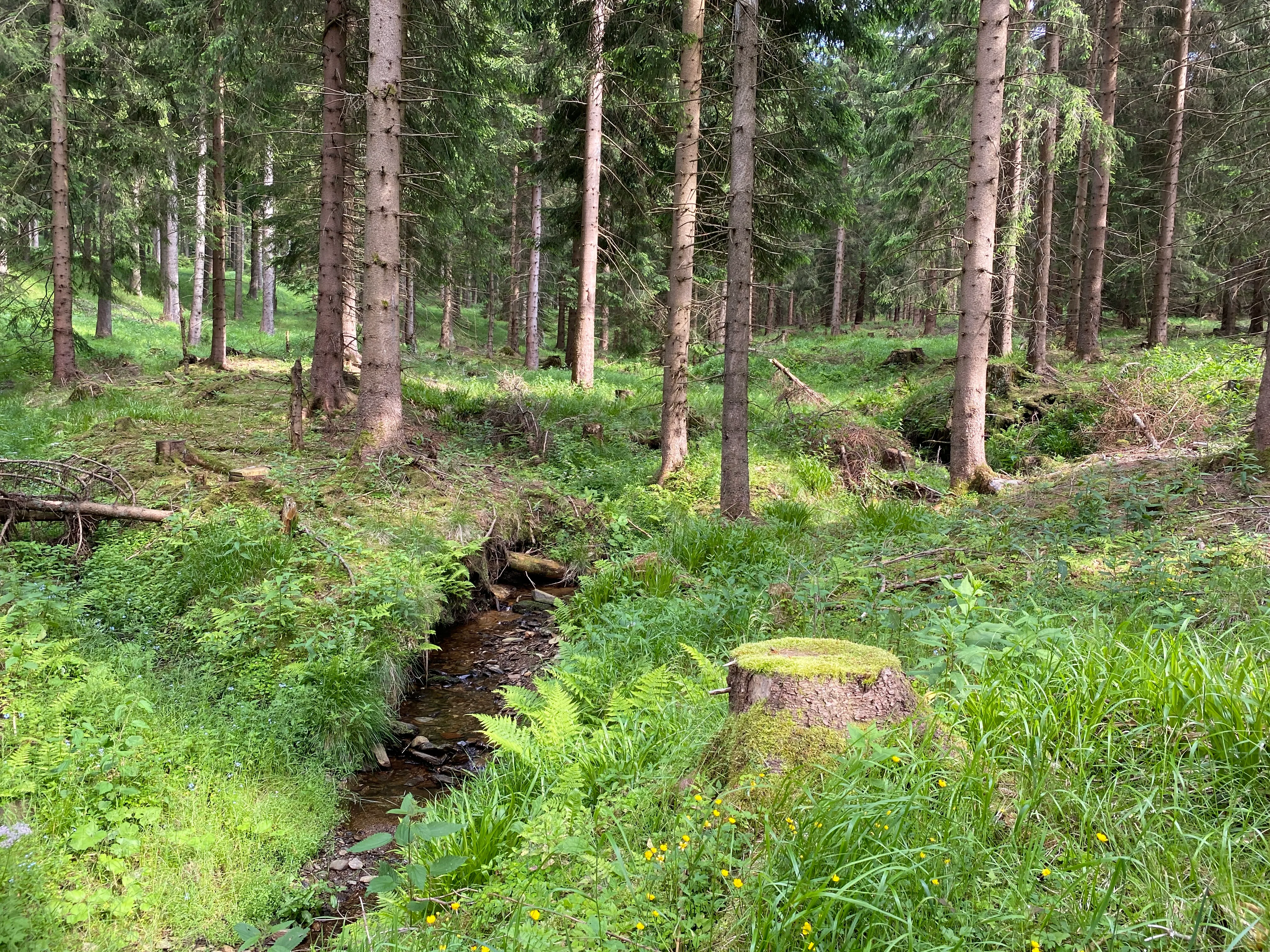 Wald in Tellerhäuser